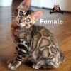 Bengal Kitty for sale USA