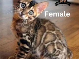 Bengal Kitty for sale USA