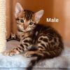 buy bengal kitten near me