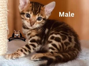 buy bengal kitten near me