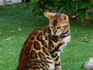 Bengal Kitty for sale USA