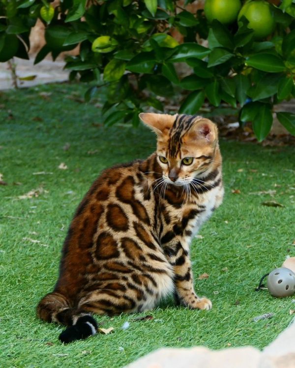 Bengal Kitty for sale USA