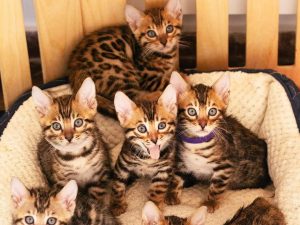 buy bengal kitten near me