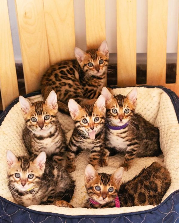 buy bengal kitten near me