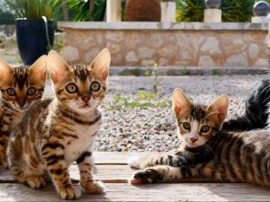 buy bengal kitten near me