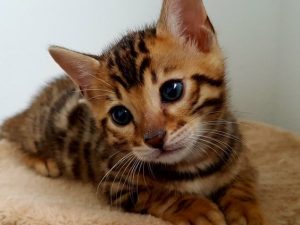 Buy bengal male kitten