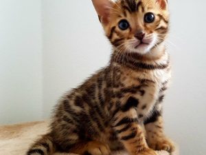 kittens bengal cats for sale