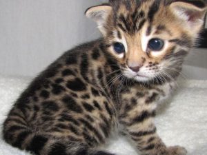 bengal cat kitten for sale