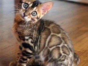 Buy bengal male kitten