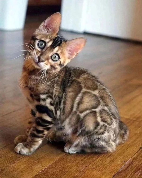 Buy bengal male kitten