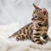 bengal cat kitten for sale