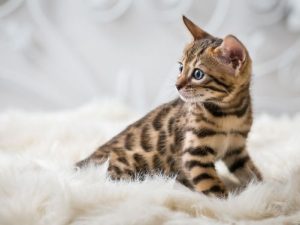 bengal cat kitten for sale