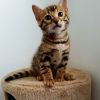 Buy bengal male kitten