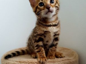 Buy bengal male kitten