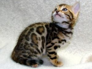 bengal cat kitten for sale