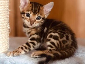 bengal cat kitten for sale